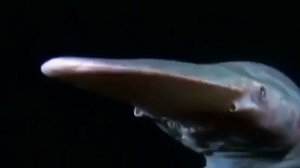 Акула домовой! Акула-гоблин.