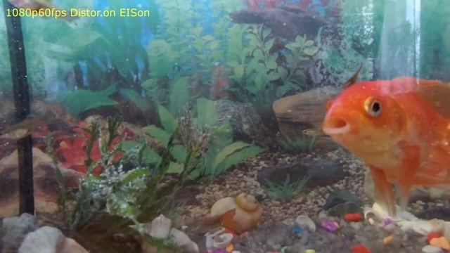 Xiaomi MiJia 4K ПОДРОБНЫЙ ТЕСТ - Лучшая за свои деньги! смотреть онлайн