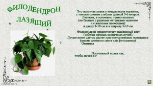 Вьющиеся комнатные растения