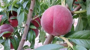 Персик Фреш Уайт. Peach Fresh White. Білом'яса свіжість. Смачний і гарний сорт. Огляд від  Максі Са