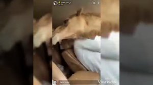 Чеченские приколы