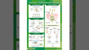 Урок биологии на тему: Основные этапы развития растительного мира.