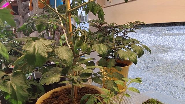 10 кустов томатов из 1 семечки! Чем проще выращиваем рассаду томатов, тем лучше результат!!! смотреть онлайн