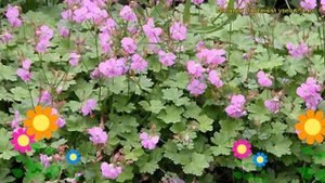 Герань кентабриджийская Кармина. Краткий обзор, описание geranium cantabrigiense Karmina