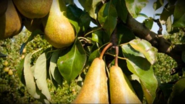 Груша сорта бера особенности посадки, выращивания сочных плодов от урожайных деревьев