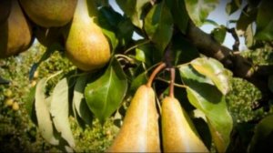 Груша сорта бера особенности посадки, выращивания сочных плодов от урожайных деревьев