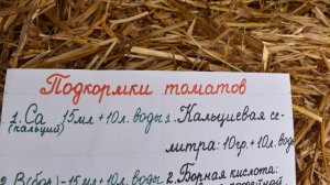 Вершинна гниль у помідорів. Як лікувати томати від хвороби вершинної гнилі?