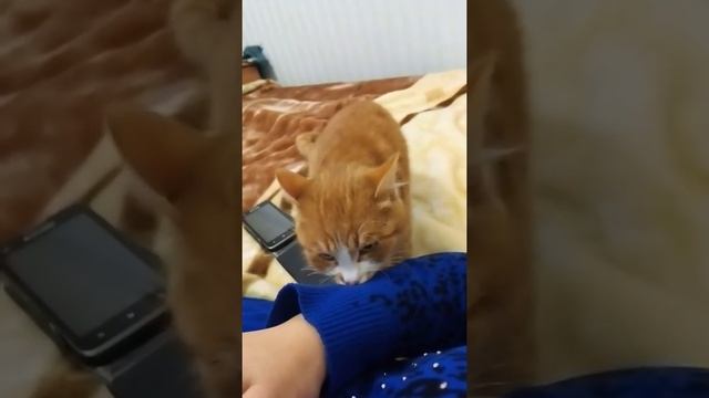 Вычитали, выяснили....Первые признаки того, что вашему котику нужна уже девочка....((( смотреть онлайн