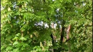 Снова цветут каштаны