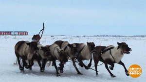 Увезу тебя я в тундру... Доброе утро. Фрагмент выпуска от 13.04.2023