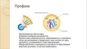 Размножение клетки и ее жизненный цикл