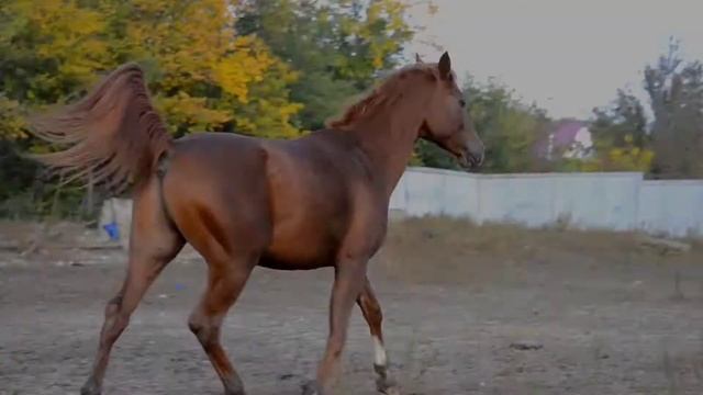 Арабский жеребец Варвар | arabian horse in Russia