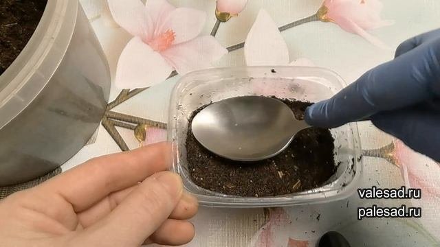 ЗЕМЛЯНИКА ВЗОЙДЕТ ЩЕТКОЙ! Посейте так землянику, получите дружные всходы!