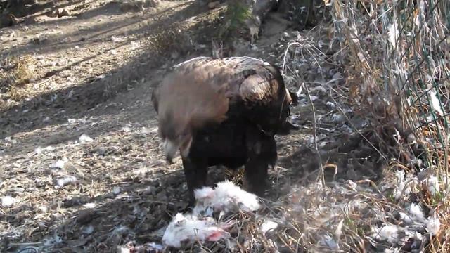 Львовский экоцентр. Орел-могильник и добыча смотреть онлайн