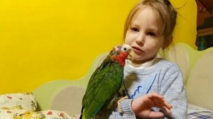 Кубинский амазон Аркаша: приручение