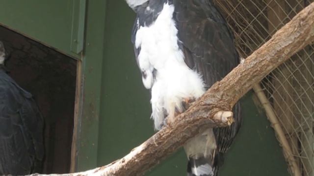The Harpy Eagle Is A Bird So Big That Some People Think It’s A Person In A Costume смотреть онлайн