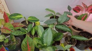 БИО ФЕРМЕНТИРОВАННАЯ РИСОВАЯ ШЕЛУХА!!!