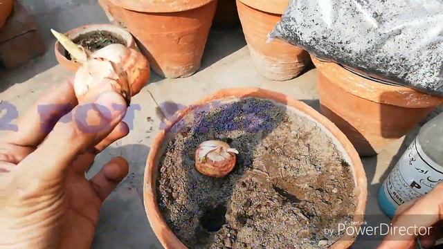 #Gladiolus 7 Growing Tips to get Tons of Flowers @AsimGarden смотреть онлайн