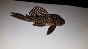 Сом L236 (Catfish L236)