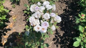 «Голубая Роза» Geo Laoen (Гео Лаоен)