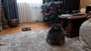 Шпиц танцует на задних лапах, чтобы получить любимую еду!