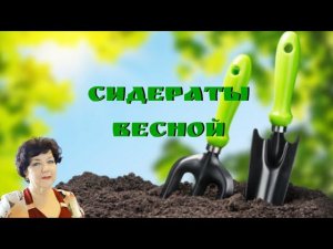 Сидераты весной #огородгорожанки #сидераты