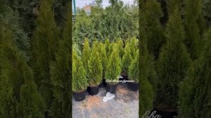 Туя Спираль ? ОБУЧЕНИЕ. Курс НОВИЧКИ. Школа «Ева сад своими руками»
