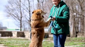 Ура! Ура! Лис обрел дом! Еще одно пушистое сердечко дома!