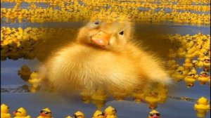 "Танец маленьких утят".