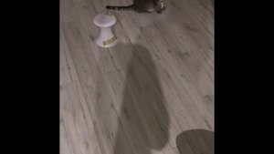 Игрушка PetSafe Froli Cat Dart интерактивная лазерная для кошек