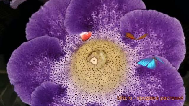 Глоксиния обыкновенная Тигринум Блу (gloxinia) ? обзор: как сажать, луковицы глоксинии Тигринум Блу смотреть онлайн