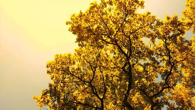 Alex5000 | Season 2 смотреть онлайн