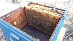 Изолятор Миленина 100% замена маток в основных семьях, методика борьбы с клещом Варроа