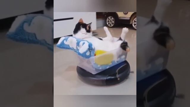 Прикольные видео с животными #78 / забавные животные / милые животные / смотреть онлайн