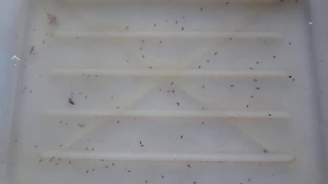 Ловушка для блох , сработала. смотреть онлайн