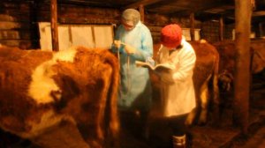 Клинический осмотр КРС