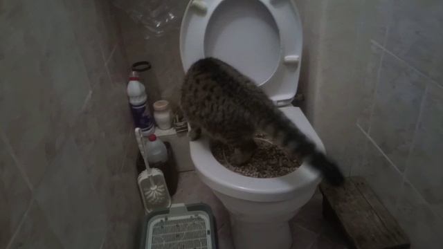 Как приучить кота (кошку) ходить в туалет на унитаз. Видео инструкция.