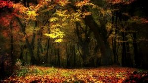 Нежная ОСЕНЬ / ЗОЛОТАЯ природа / УСПОКАИВАЮЩАЯ мелодия / ПЕНИЕ птиц / ЛЮБЛЮ ОСЕНЬ...