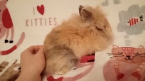 Декоративный кролик минор