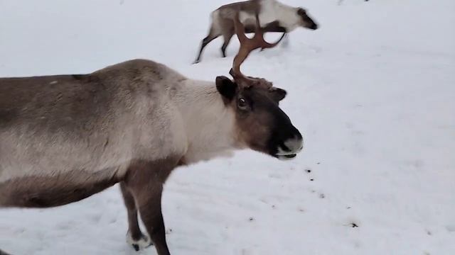 В гостях у ненцев смотреть онлайн