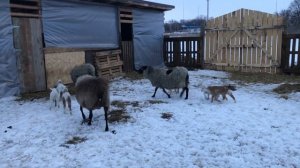 Романовские овцы некоторые рекомендации подпаиваем зцм и молоком