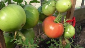 Быстрый обзор огорода 18 мая. Томаты поспели раньше огурцов!