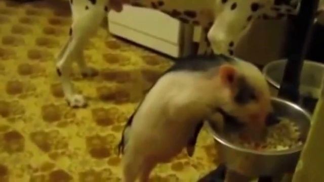 Смешные свинки мини-пиги! Подборка #1 смотреть онлайн