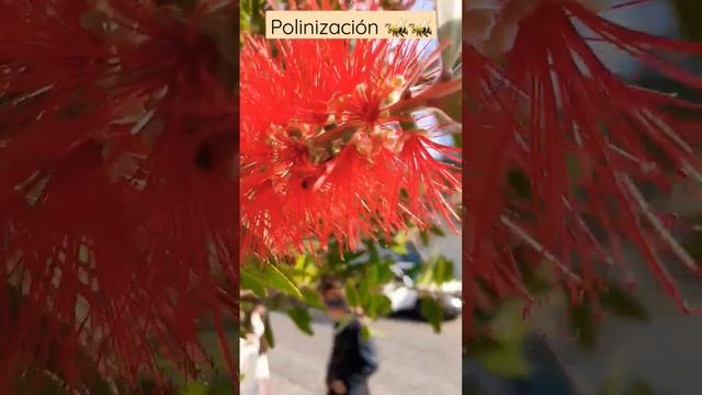 #Cucba #2022 #Polinización ????? Callistemon citrinus.