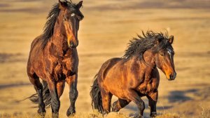 МУСТАНГ — Сильная песня о свободе и духе воина 🐎 | Игор МакКел & Илай Илимар