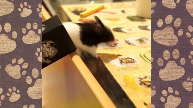 ПРИКОЛЫ С Хомячками Джунгариками. (СМЕШНАЯ ОЗВУЧКА) Hamsters like #281