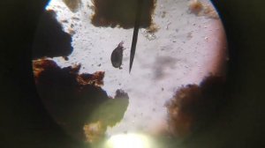 Ушные клещи, съёмка под микроскопом