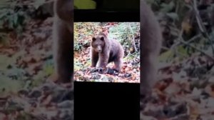 Медведь гуляет в лесу  около Дагомыса, Сочи