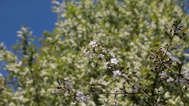 тест Canon 70D Краски весны смотреть онлайн