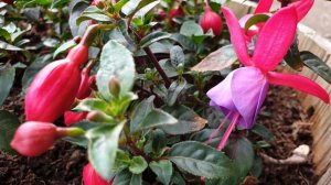 Bella Fuchsia Susanna | Bella Fuchsia | Fuchsia Flower | Beautiful Fuchsia Flowers From Our Garden